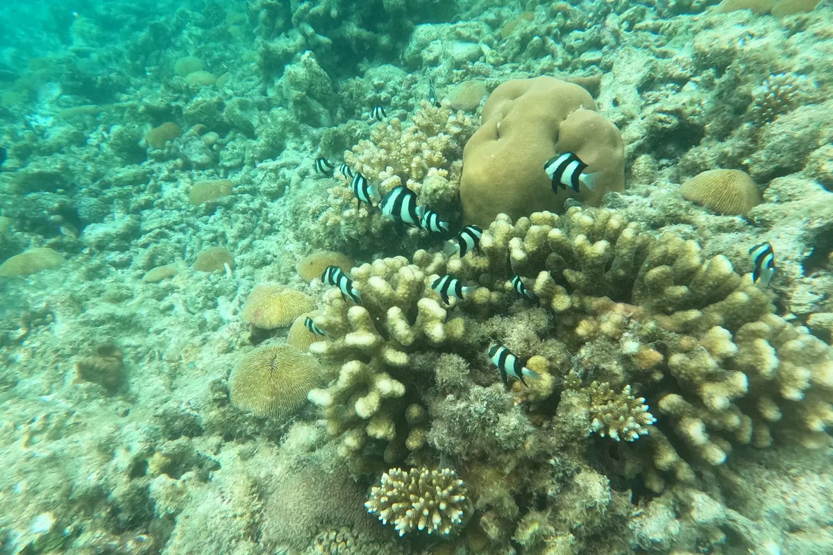 12 Best Snorkeling Resorts in Maldives 2026