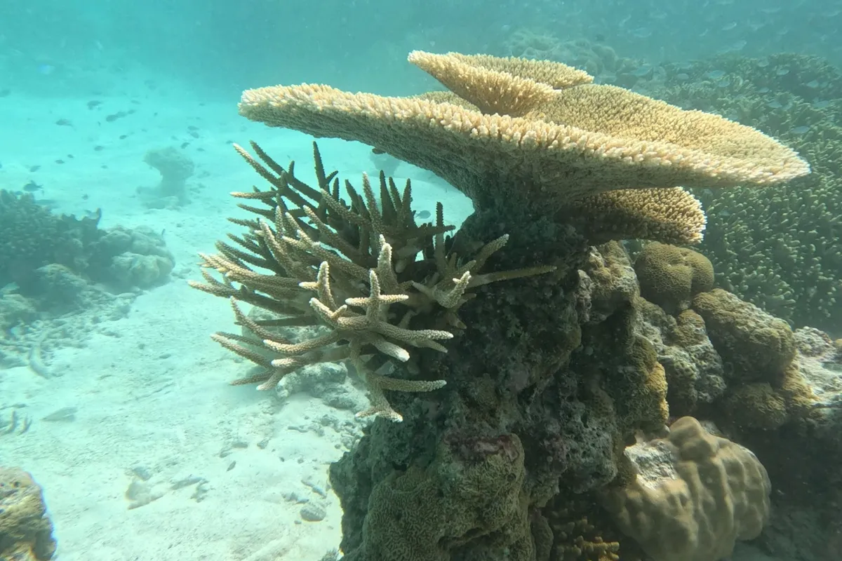 Ultimate 7-Day Maldives Vacation Guide - Maldives travel guide