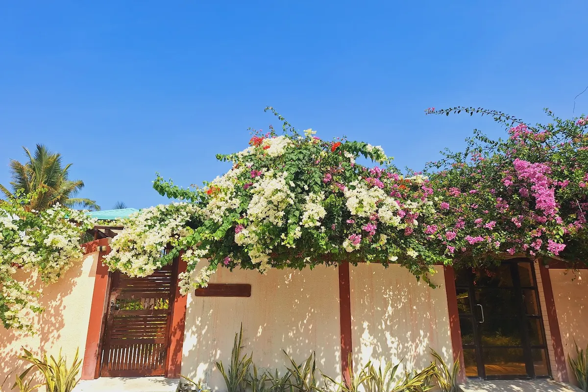 New Breeze Thoddoo Inn